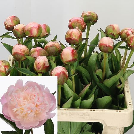 PEONY ALBER CROUSSE