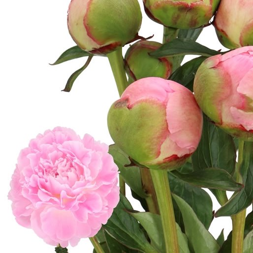 PEONY ALBERT CROUSSE