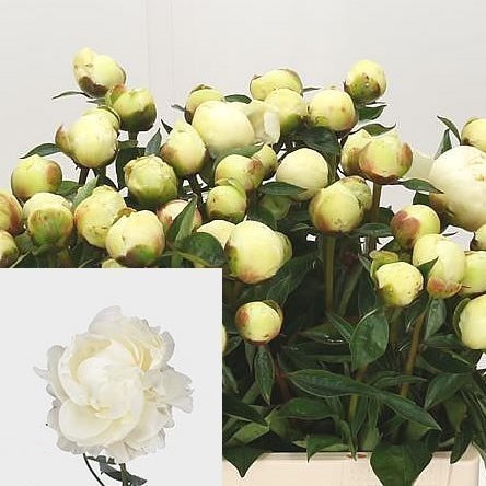 PEONY ANN COUSINS