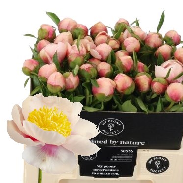 PEONY ATHENA