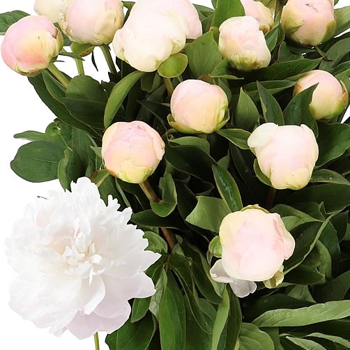 PEONY BARONESS SCHROEDER