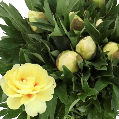 PEONY BARTZELLA