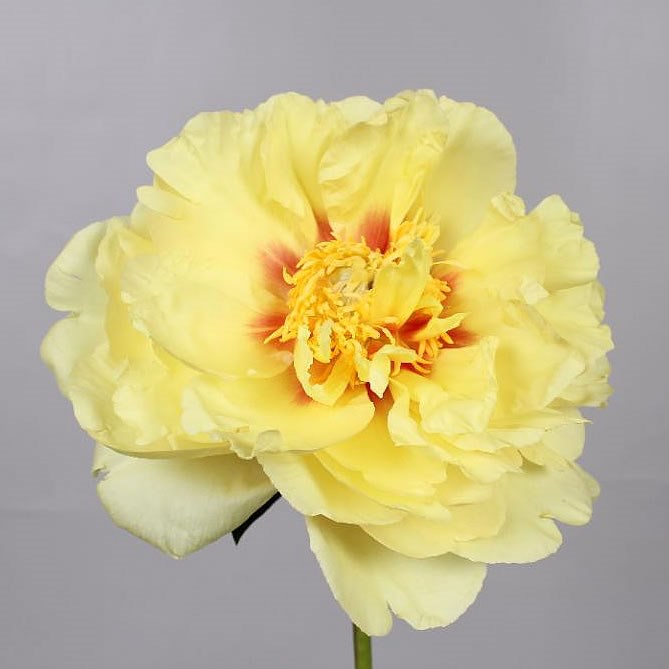 Peony | Wholesale Flowers UK | Wedding Flowers | Peonies
