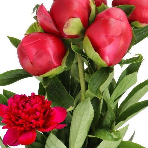 PEONY BELGRAVIA