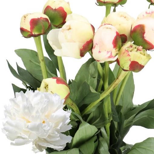 PEONY BOWL OF CREAM