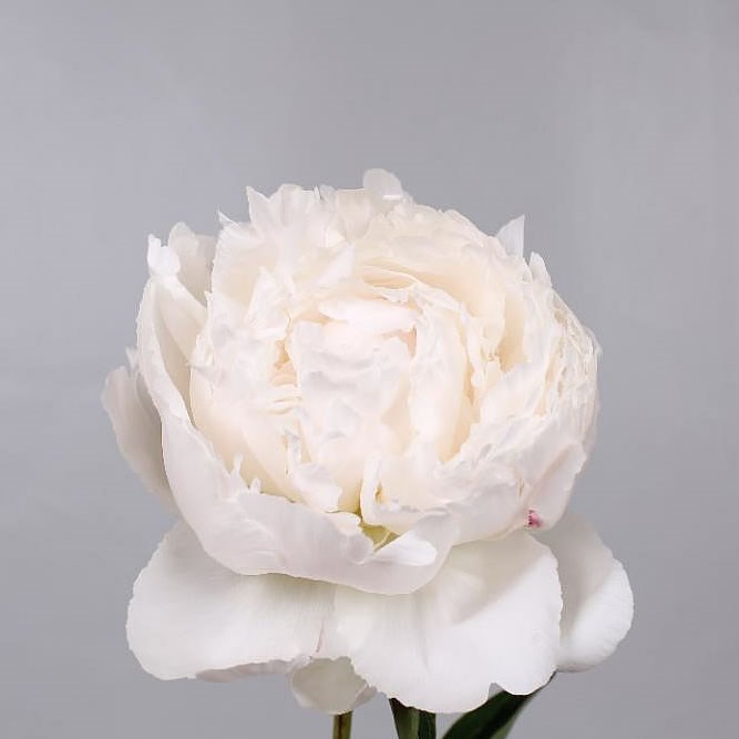 PEONY BOWL OF CREAM