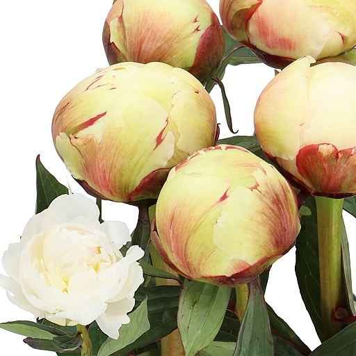 PEONY BRETHOUR