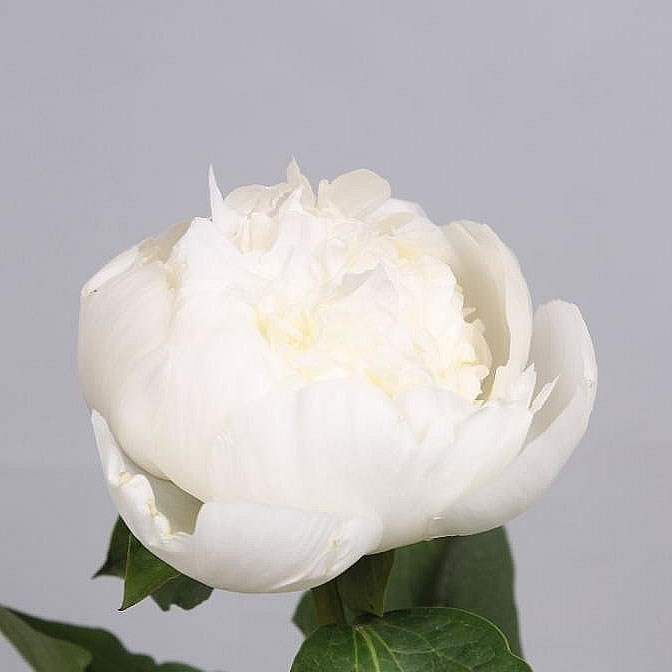 PEONY BRIDAL SHOWER