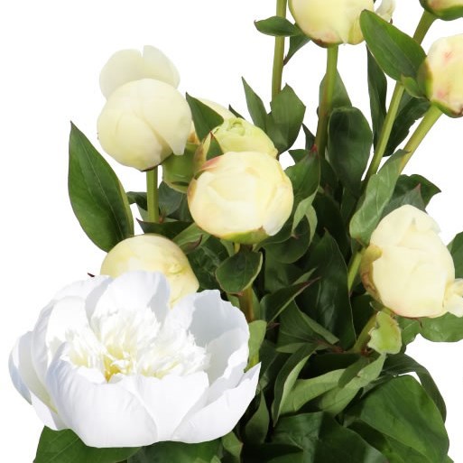 PEONY BRIDAL SHOWER (IMPORT)