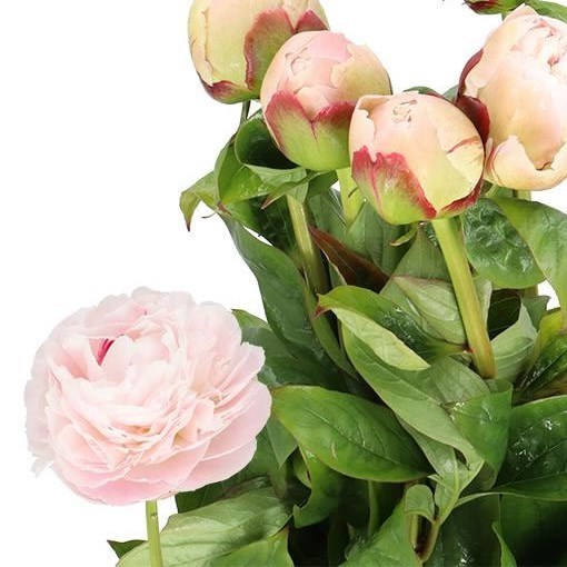 PEONY CARL G KLEHM
