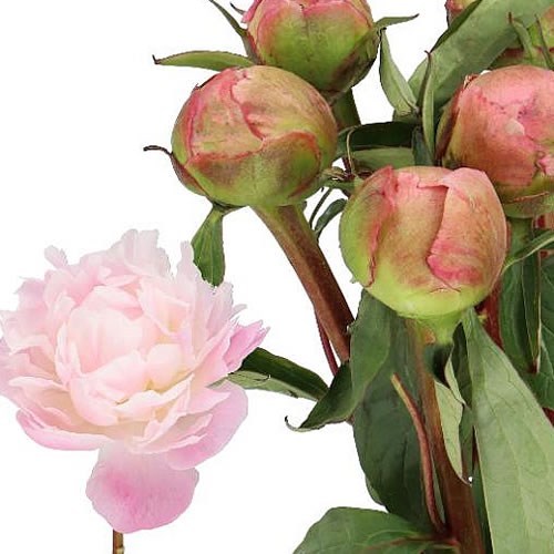 PEONY CATHARINA FONTIJN