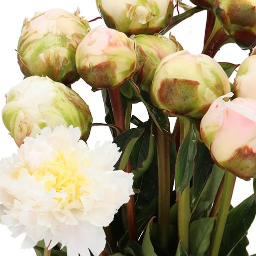 PEONY CHEDDAR CHEESE