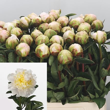 PEONY CHEDDAR CHEESE 60cm | Wholesale Dutch Flowers