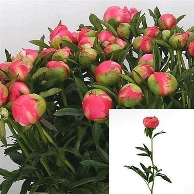 PEONY CORAL CHARM