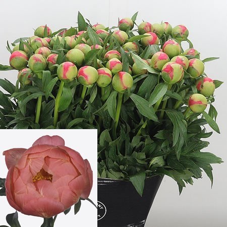 PEONY CORAL CHARM (SMALL IMPORT)