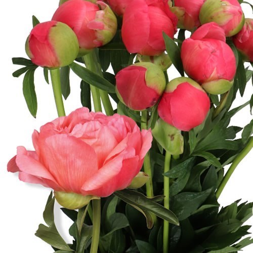 PEONY CORAL SUNSET
