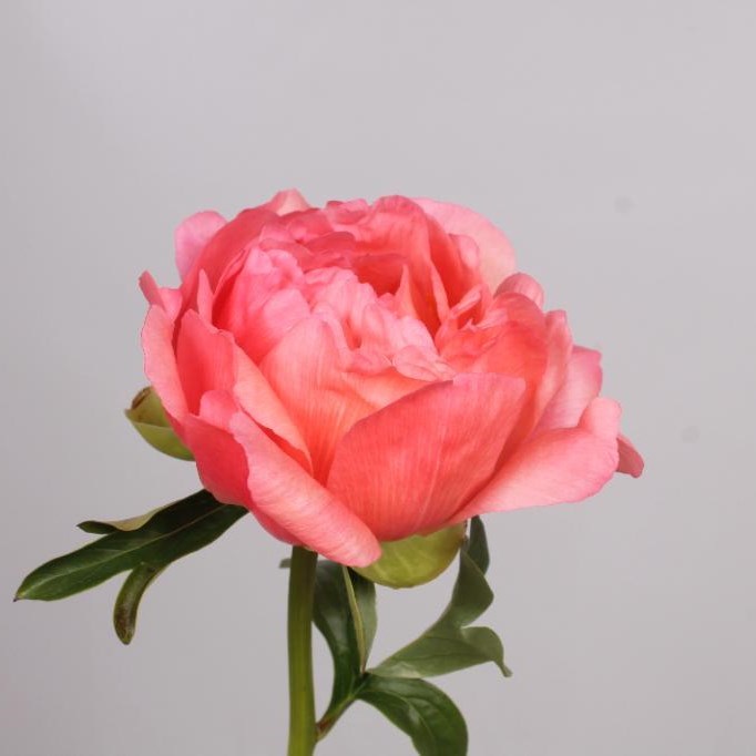 PEONY CORAL SUNSET