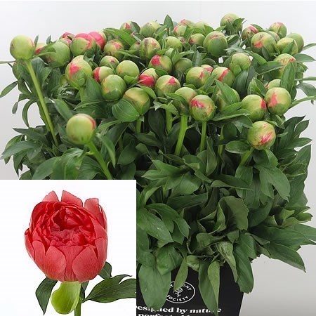 PEONY CORAL SUNSET (SMALL IMPORT)
