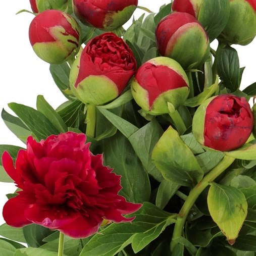 PEONY DIANA PARKS