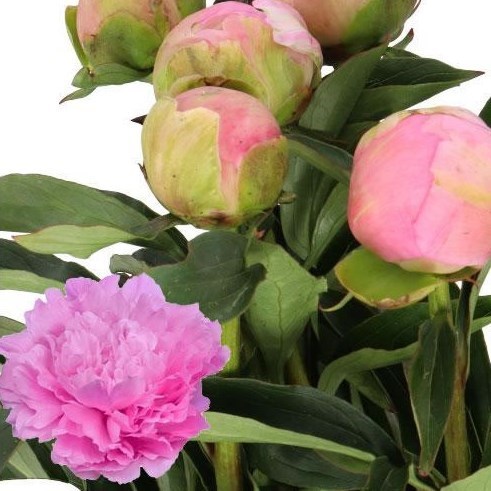 PEONY DINNER PLATE