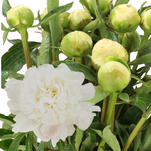 PEONY EDENS TEMPTATION