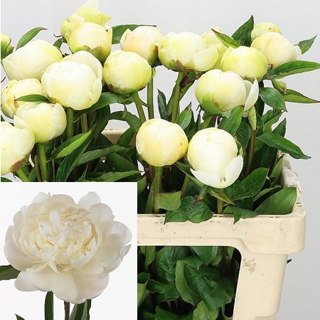 PEONY EDENS TEMPTATION