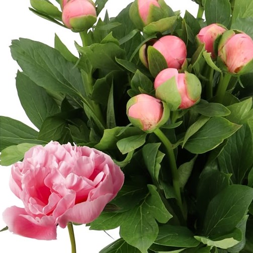 PEONY ETCHED SALMON