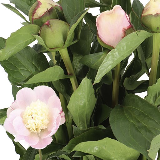 PEONY FAIRY PETTICOAT