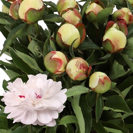 PEONY FESTIVA MAXIMA