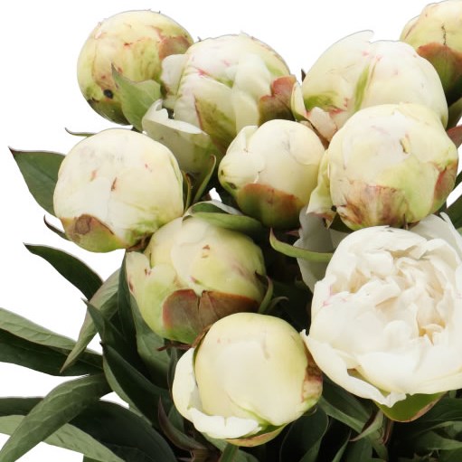 PEONY FRINGED IVORY