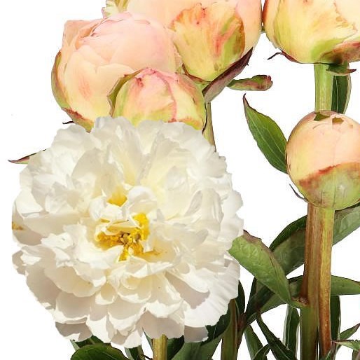 PEONY IN FULL SAIL