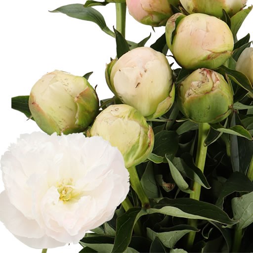 PEONY IN FULL SAIL