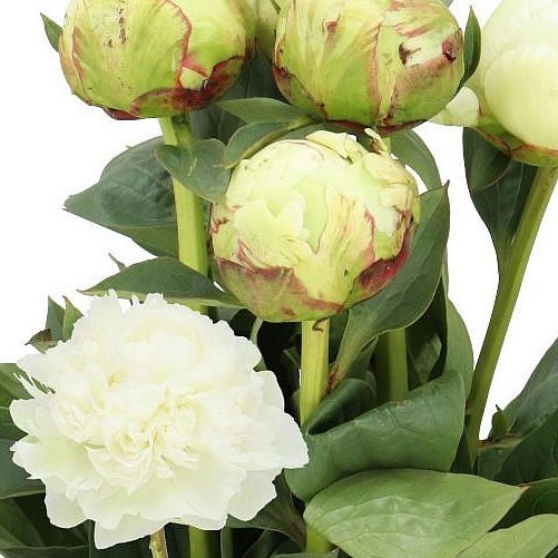 PEONY IVORY VICTORY