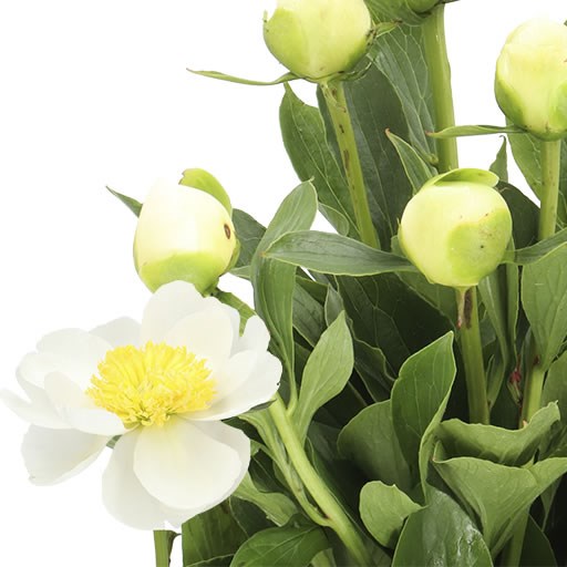 PEONY JAN VAN LEEUWEN