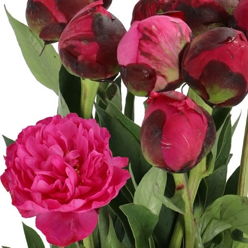 PEONY KANSAS