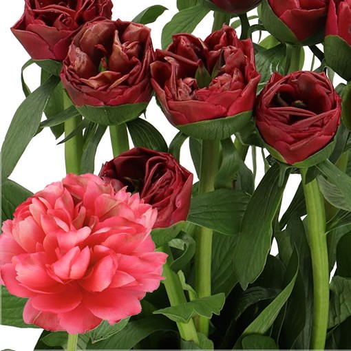 PEONY LORELEI