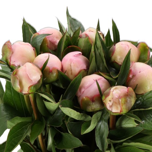 PEONY MADAME CALOT