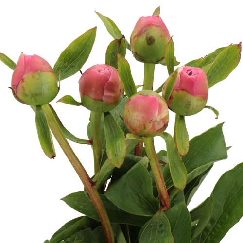 PEONY MARTY STEMAR