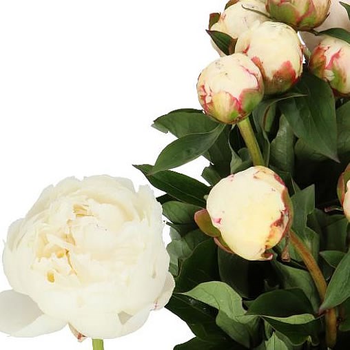 PEONY MARY NICHOLLS