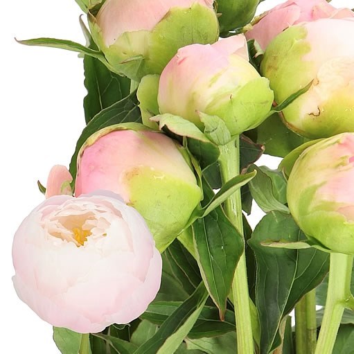 PEONY MISS AMERICA