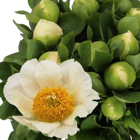 PEONY MOONRISE