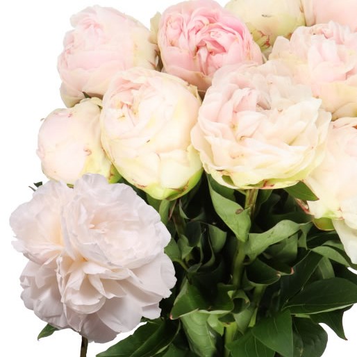 PEONY MOTHERS CHOICE