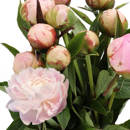 PEONY MRS F D ROOSEVELT
