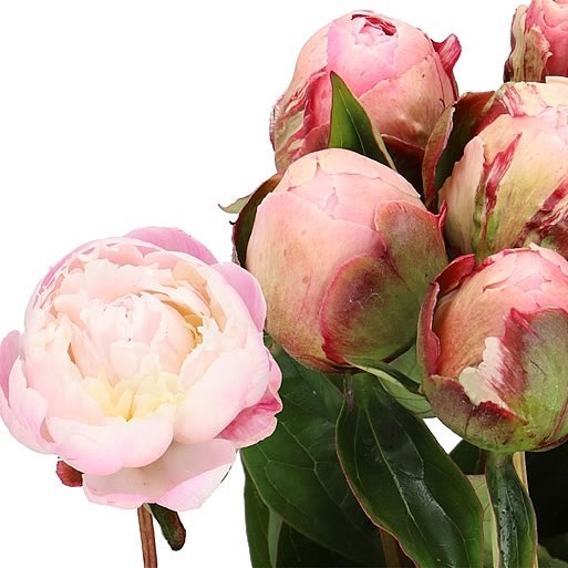 PEONY NICK SHAYLOR