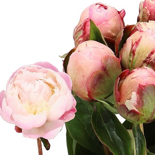 PEONY NICK SHAYLOR