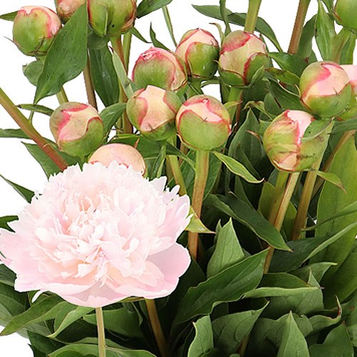 PEONY PECHER