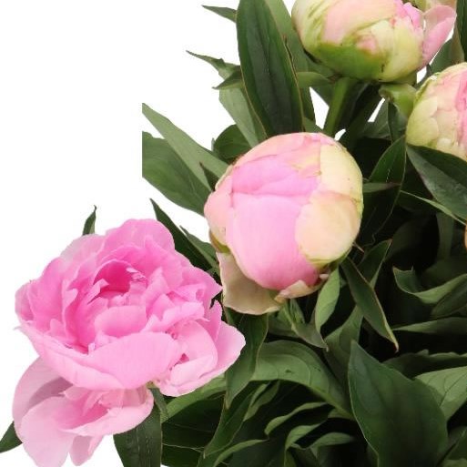 PEONY PINK GIANT