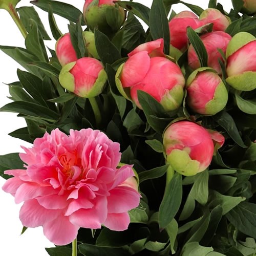 PEONY PINK HAWAII CORAL