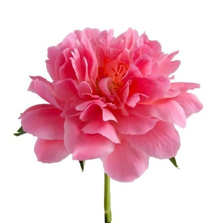 PEONY PINK HAWAII CORAL (SMALL IMPORT)
