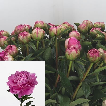 PEONY PINK JAZZ